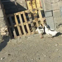 غاز( رودان|حیوانات مزرعه|رودان, |دیوار