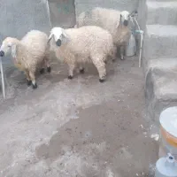 چهار تا بره ماده چاق و چله خوشگل|حیوانات مزرعه|زاهدان, |دیوار
