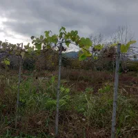 زمین نسقی باغی|فروش زمین و ملک کلنگی|گوراب زرمیخ, |دیوار