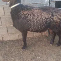 قوچ و بره نر