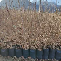 تولیدی نهال درخت گُل نهالستان گردوانار پسته پیوندی