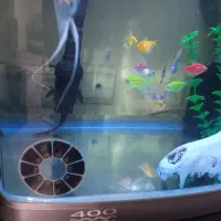 آکواریوم شیشه خم با ماهی و وسایل|ماهی|تهران, لویزان|دیوار