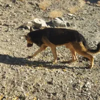 ژرمن باهوش|سگ|سبزوار, توحیدشهر|دیوار