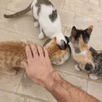 واگذاری بچه گربه|گربه|قم, پردیسان|دیوار