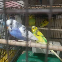 یک جفت مرغ عشق