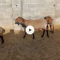 بره های ماده هترو