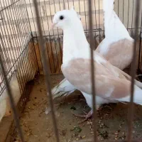 کبوتر دوکت|پرنده|قم, شهرک مهدیه|دیوار