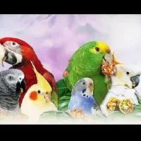 انواع دانه کبوتر مرغ و خروس و پرندگان قفسی