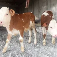 بورس انواع دام