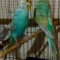 مرغ عشق رنگین کمانی|پرنده|تهران, امام حسین|دیوار