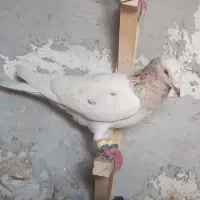 ۲عدد پلاکی نر|پرنده|اهرم, |دیوار