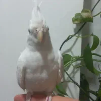 عروس هنلدی آلبینیو چشم شرابی|پرنده|لنگرود, |دیوار