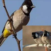 پرنده دستی|پرنده|دره شهر, |دیوار