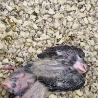 عروس هلندی|پرنده|انار, |دیوار