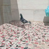 کبوتر پلاکی