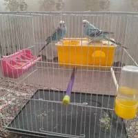 مرغ عشق|پرنده|تربت‌حیدریه, پایانه مسافربری تربت حیدریه|دیوار