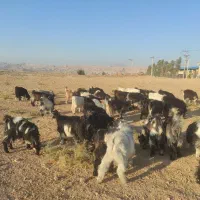 بزغاله بیگ ماده و نر