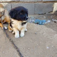 سگ پشمالو پاکوتاه|سگ|شیروان (خراسان), |دیوار