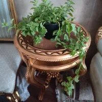 گل یخ،شاخ بزی آلئوراسانسوریا نخل مرداب گبرگ انجیری