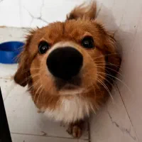 پامر روباهی