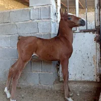 کره اسب نریون