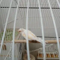 قناری وعروس هلندی ماده|پرنده|ابریشم, |دیوار