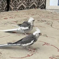 عروس هلندی|پرنده|قشم, |دیوار