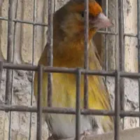 سهره قناری نر و دوتا جوجه سهره خاکی