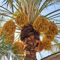 فروش خارک حاج باقری