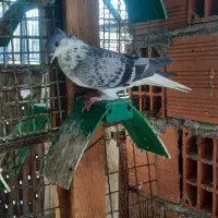 کبوتر ساده و تکپر|پرنده|مینودشت, |دیوار