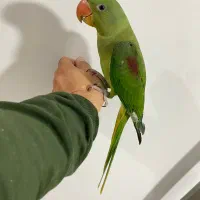 شاه طوطی اسکندر سه ماهه فول رام|پرنده|بوکان, |دیوار