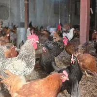 جذب سرمایه گذار|استخدام مالی، حسابداری، حقوقی|فولادشهر, A1|دیوار