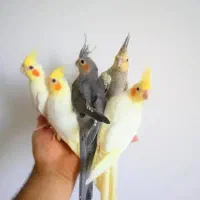 عروس هلندی