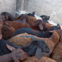 چهارده تاعدد بره ماده|حیوانات مزرعه|میان جلگه, |دیوار