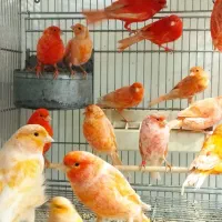 قناری سرخ|پرنده|سبزوار, کاشفی شمالی (دادگستری)|دیوار