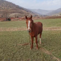 فروش اسب جوان