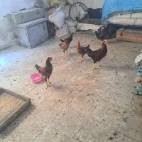 سه عدد خروس وسه عدد جوجه مرغ