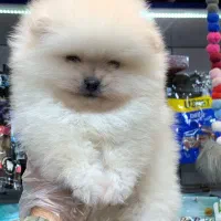 پامرانین سفید|سگ|رشت, لاکانی|دیوار