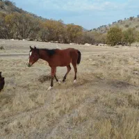 مادیان با کره مادیان|اسب و تجهیزات اسبسواری|درب گنبد, |دیوار