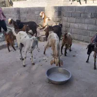 کهره فروشی|حیوانات مزرعه|میناب, |دیوار