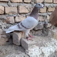 نروماده قوره ای پلاکی.ماده پلاکی دم سفید