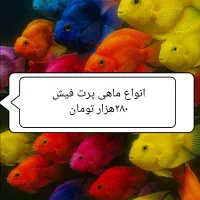 ماهی پرت فیش همه مدل ۲۸۰هزار تومان