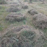 فروش علف آماده فروش