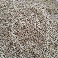 عدس تازه دانه درشت