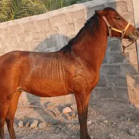 اسب مادیان اصیل خالص درشوری|اسب و تجهیزات اسب‌سواری|بم, |دیوار