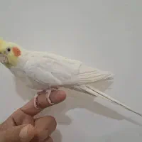 عروس هلندی لوتینو نر