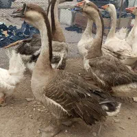 بار جدید مرغ خروس اردک غاز قوغاز کبوتر جوجه