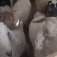 فروش تعداد  ۳عدد نر ویک بره ماده