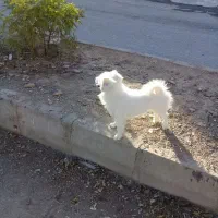 پامر|سگ|کرمانشاه, |دیوار