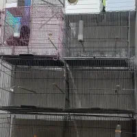 بندر ماهشهر شهرک طالقانی|لوازم جانبی حیوانات|بندر ماهشهر, |دیوار